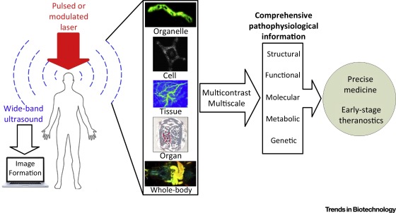 Large image of Figure 1.